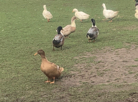 Pekin and mixed breed drakes for sale