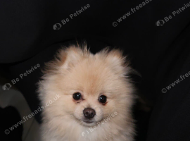 Toy Pomeranian 11months boy