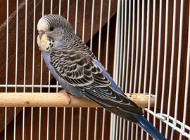 Baby budgies