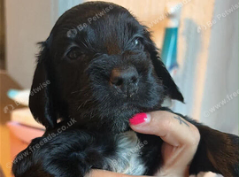 Cockapoo puppies