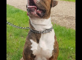 BEAUTIFUL STUD AVAILABLE