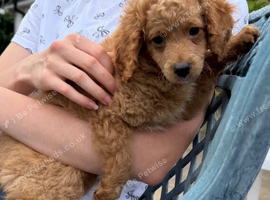 Cavapoo girl available