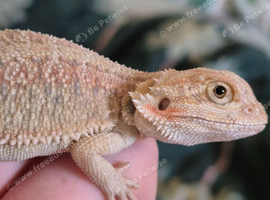 100% Het Zero baby Bearded Dragon