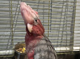 Galah cockatoo baby - Ready now - 1