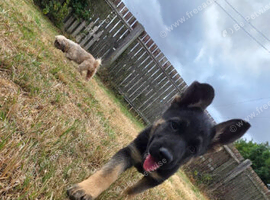 German shepherd
