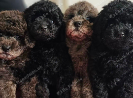 Beautiful toy poodle puppy&rsquo;s