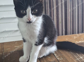 3 month old female kitten