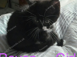 3, 10 week old kittens for sale