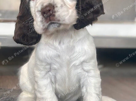 Beautiful full show cocker spaniels