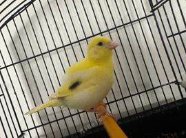 Variegated fife cock canary