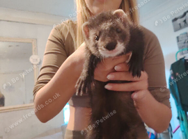 2 ferrets male