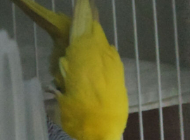 50&pound; for both budgies