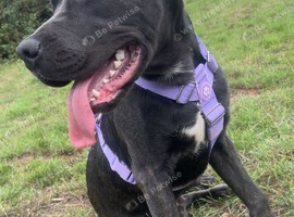 Cane corsa cross presa canario
