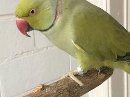 Ringneck with full setup
