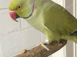 Stunning male Indian ringneck