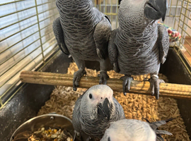 STUNNING African grey baby&rsquo;s