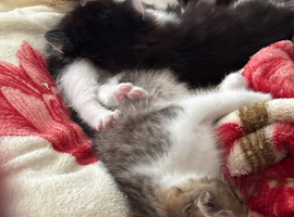 3 kittens