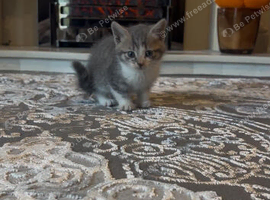 Beautiful kittens