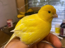 Canaries for sale