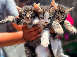 Cute half maincoon kittens