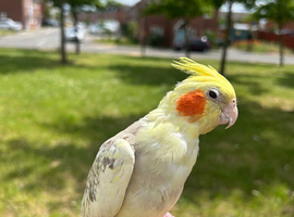 fully tammed male