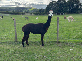 Female BAS registered alpacas, assorted ages.