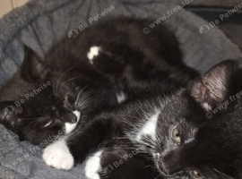 Black and white tabby kittens
