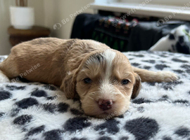 Cockapoo puppies