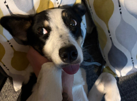 2 Year Old Border Collie