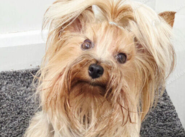 Adorable Yorkshire Terrier Puppies