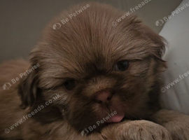 Imperial Shih Tzu Puppies
