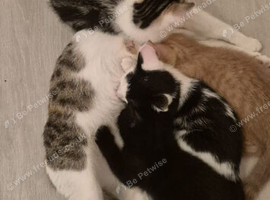 3 kittens
