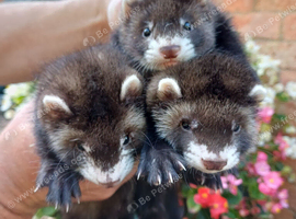 Gorgeous chunky ferret kits for sale