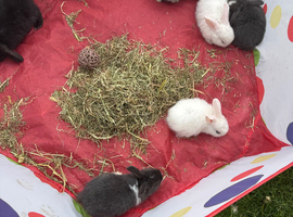 Baby mini lop bunny&rsquo;s
