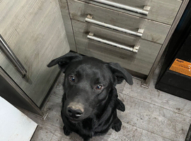 Labrador cross border collie