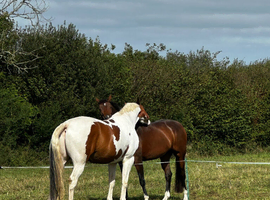 Hack/hunt/allrounder