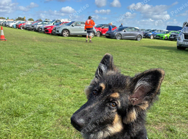 German shepherd female puppy