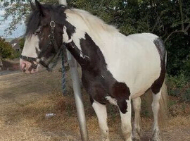 Stepping cob