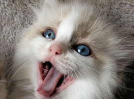 Purebred ragdoll kittens