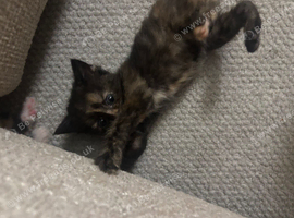 Cute 8 week old Tortie Girls