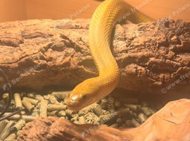 Corn snake and full setup