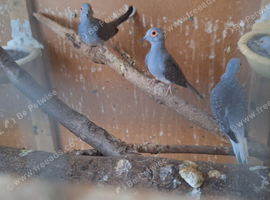 Diamond doves