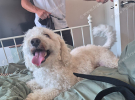 Bichon Frise male