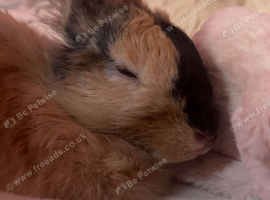 Bun for sale