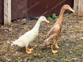 2 Indian runner ducks
