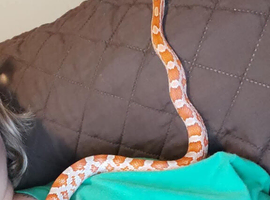 Female corn snakes
