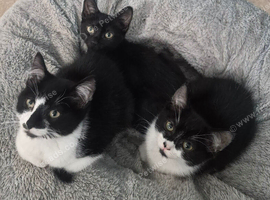 3 female kittens