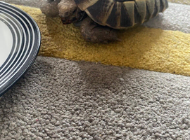 Tortoise