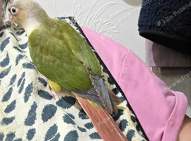 Handreared conures