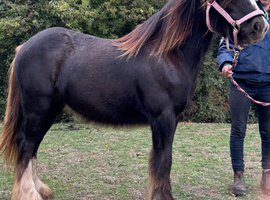 Beck 15 month old cob filly